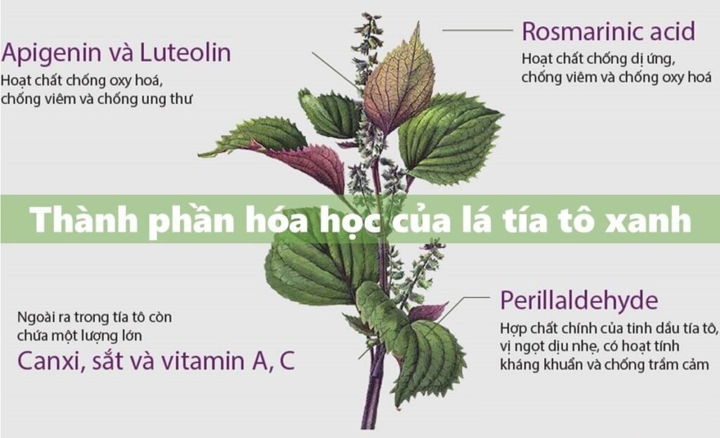 xa phong thao duoc S'herb than hoat tinh tia to